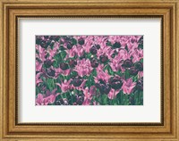 Tulip Botanical Fine Art Print