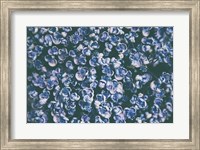 Lilac Closeup Fine Art Print