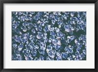 Lilac Closeup Fine Art Print