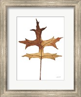 Colors of the Fall I Brown Fine Art Print