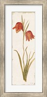 Red Tulip Panel Light Fine Art Print