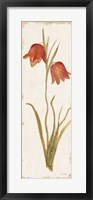 Red Tulip Panel Light Fine Art Print