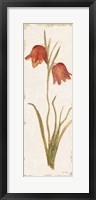 Red Tulip Panel Light Framed Print