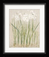 Narcissus Light Framed Print