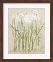 Narcissus Light Fine Art Print