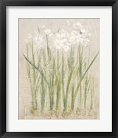 Narcissus Light Framed Print