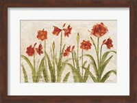 Row of Red Amaryllis Light Fine Art Print