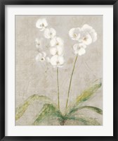 Orchid Light Fine Art Print