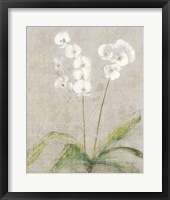 Orchid Light Fine Art Print