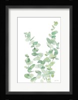 Eucalyptus II Framed Print