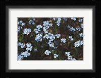 Forget Me Nots I Fine Art Print