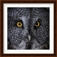 Great Grey Owl Fine Art Print