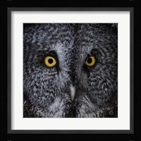 Great Grey Owl Fine Art Print