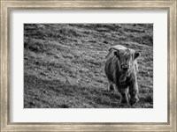 Highland Cow Calf in the Wind Fine Art Print