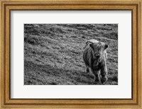 Highland Cow Calf in the Wind Fine Art Print