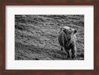 Highland Cow Calf in the Wind Fine Art Print