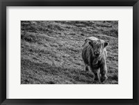 Highland Cow Calf in the Wind Fine Art Print