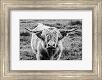 Highland Cow Staring Contest Fine Art Print