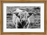 Highland Cow Staring Contest Fine Art Print
