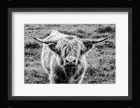Highland Cow Staring Contest Fine Art Print