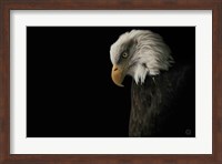 Eagle Bow Fine Art Print