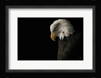 Eagle Bow Fine Art Print