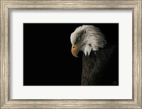 Eagle Bow Fine Art Print