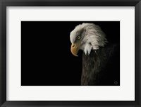 Eagle Bow Fine Art Print
