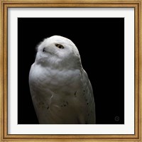 Snowy Owl Looks to the Sun Fine Art Print