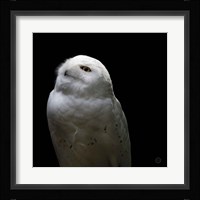 Snowy Owl Looks to the Sun Fine Art Print