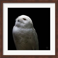 Snowy Owl Looks to the Sun Fine Art Print