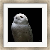 Snowy Owl Looks to the Sun Fine Art Print