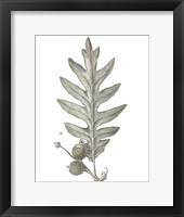 Histoire Naturelle Leaves I Framed Print