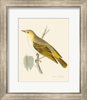 Engraved Birds III Fine Art Print