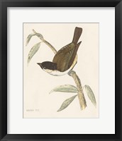 Engraved Birds II Framed Print