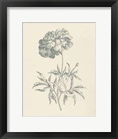 Eden Floral II Framed Print