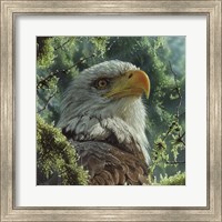 Bald Eagle Fine Art Print