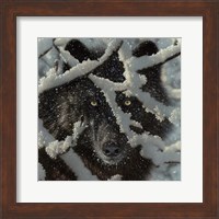 Winter Black Wolf Fine Art Print