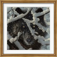 Winter Black Wolf Fine Art Print