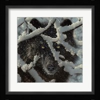 Winter Black Wolf Fine Art Print