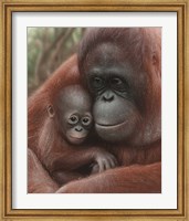 Orangutan Mother and Baby Fine Art Print