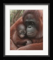 Orangutan Mother and Baby Fine Art Print