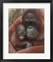 Orangutan Mother and Baby Fine Art Print