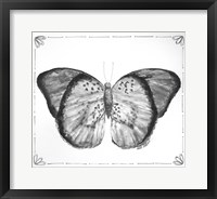 Butterfly V Fine Art Print