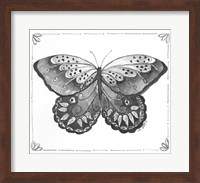 Butterfly VII Fine Art Print