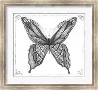 Butterfly VIII Fine Art Print