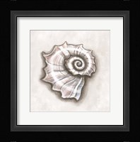 Shell I Framed Print