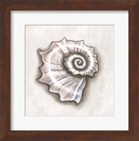 Shell I Fine Art Print