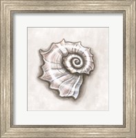 Shell I Fine Art Print