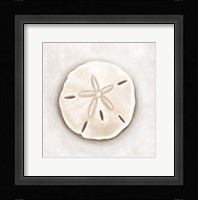 Shell II Framed Print